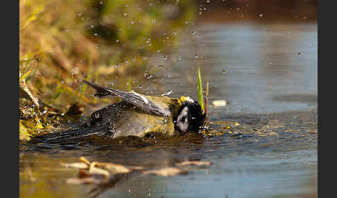 Kohlmeise (Parus major)