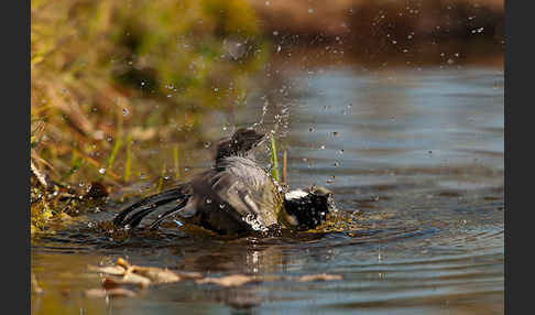 Kohlmeise (Parus major)