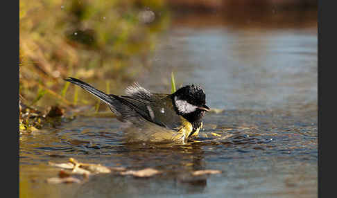 Kohlmeise (Parus major)