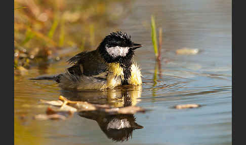 Kohlmeise (Parus major)