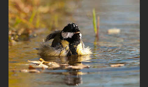 Kohlmeise (Parus major)