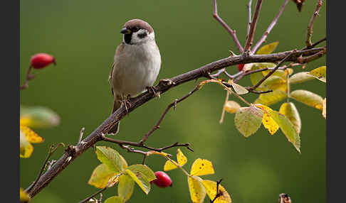 Feldsperling (Passer montanus)