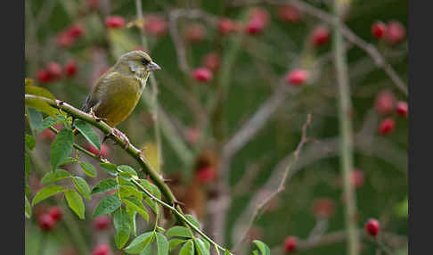 Grünfink (Carduelis chloris)