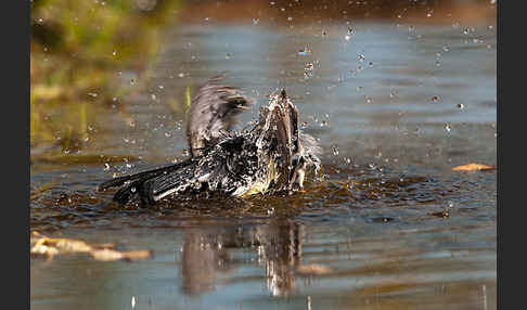 Kohlmeise (Parus major)