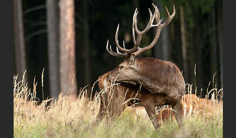 Rotwild (Cervus elaphus)