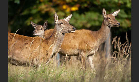 Rotwild (Cervus elaphus)