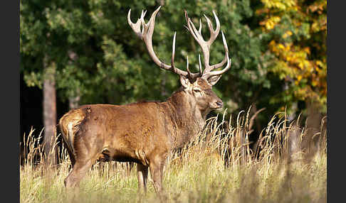 Rotwild (Cervus elaphus)