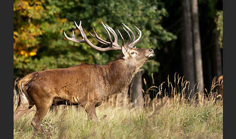 Rotwild (Cervus elaphus)