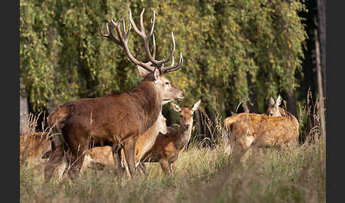 Rotwild (Cervus elaphus)