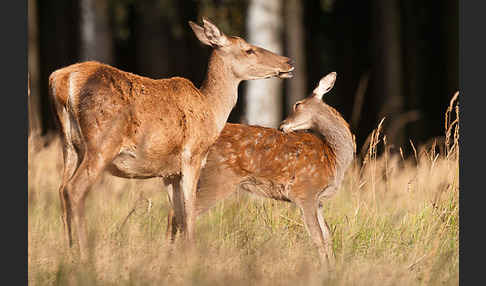 Rotwild (Cervus elaphus)