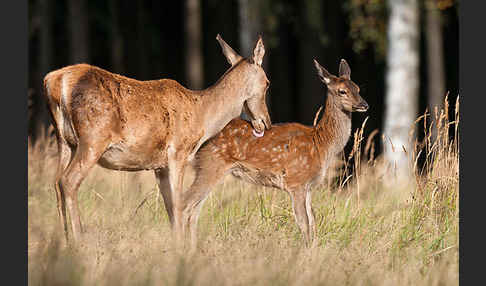 Rotwild (Cervus elaphus)