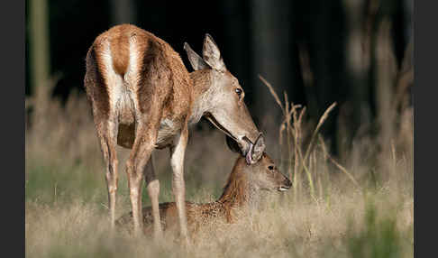 Rotwild (Cervus elaphus)