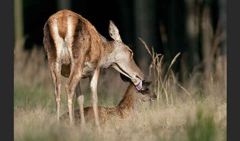 Rotwild (Cervus elaphus)