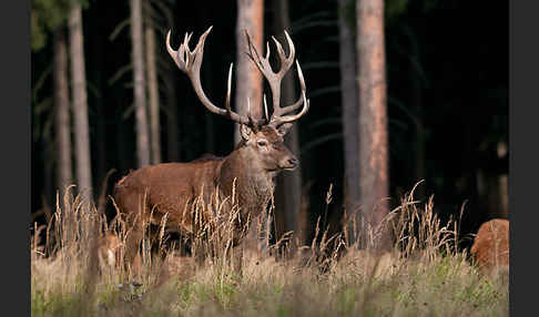 Rotwild (Cervus elaphus)