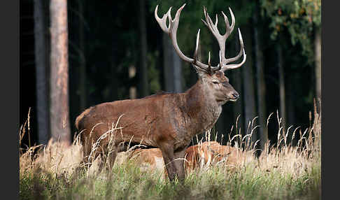 Rotwild (Cervus elaphus)