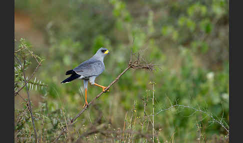 Weißbürzel-Singhabicht (Melierax poliopterus)