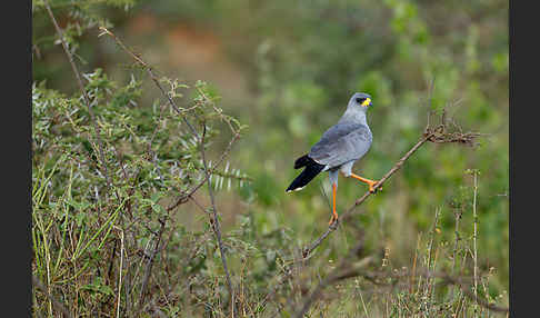 Weißbürzel-Singhabicht (Melierax poliopterus)