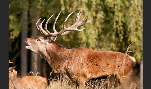 Rotwild (Cervus elaphus)