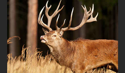 Rotwild (Cervus elaphus)