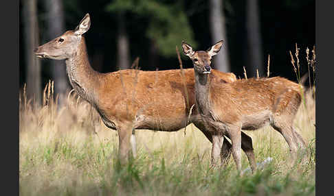 Rotwild (Cervus elaphus)