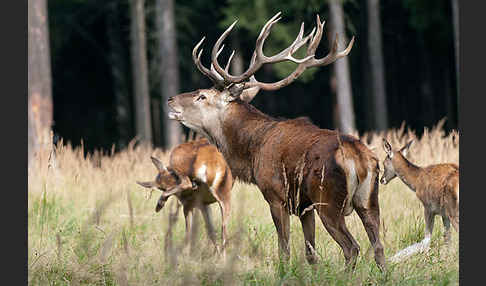 Rotwild (Cervus elaphus)