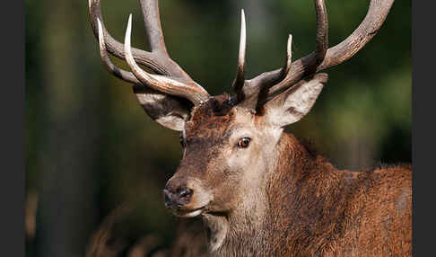 Rotwild (Cervus elaphus)