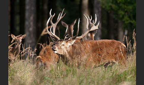 Rotwild (Cervus elaphus)