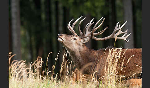 Rotwild (Cervus elaphus)