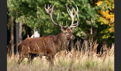 Rotwild (Cervus elaphus)