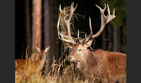 Rotwild (Cervus elaphus)