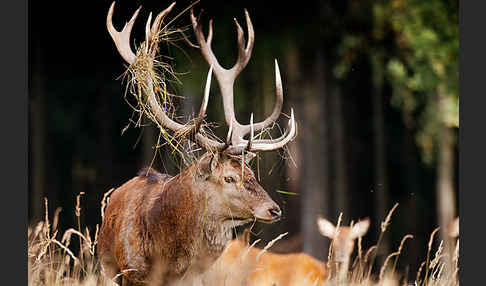 Rotwild (Cervus elaphus)