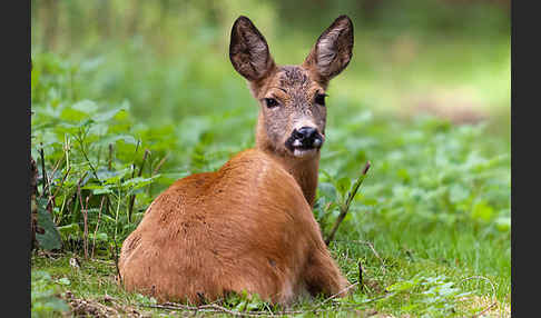 Rehwild (Capreolus capreolus)