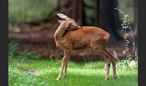 Rehwild (Capreolus capreolus)