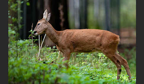 Rehwild (Capreolus capreolus)