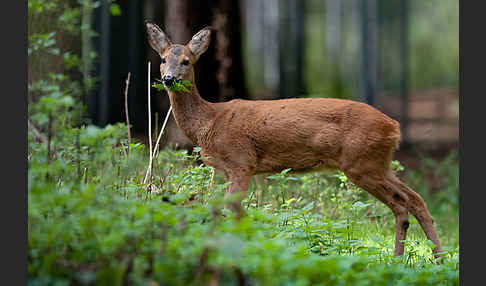 Rehwild (Capreolus capreolus)