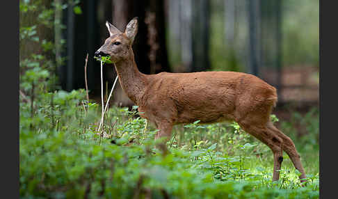 Rehwild (Capreolus capreolus)