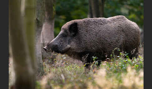 Schwarzwild (Sus scrofa)