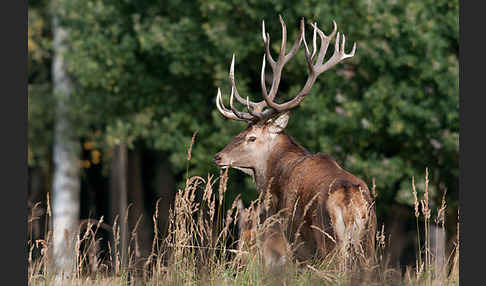 Rotwild (Cervus elaphus)