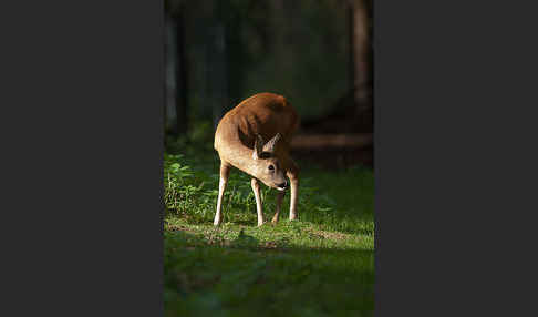 Rehwild (Capreolus capreolus)