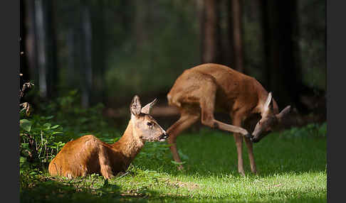 Rehwild (Capreolus capreolus)