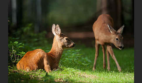 Rehwild (Capreolus capreolus)