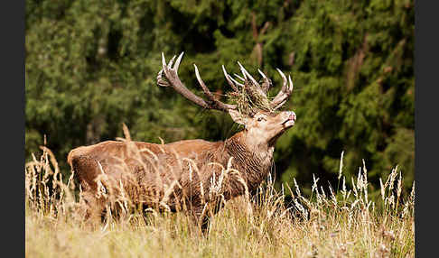 Rotwild (Cervus elaphus)