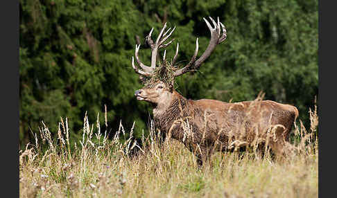 Rotwild (Cervus elaphus)