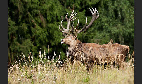 Rotwild (Cervus elaphus)