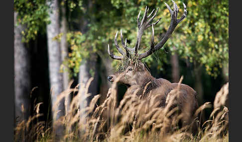 Rotwild (Cervus elaphus)