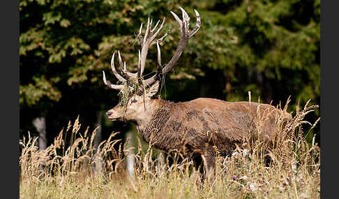 Rotwild (Cervus elaphus)