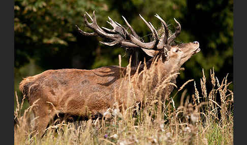 Rotwild (Cervus elaphus)