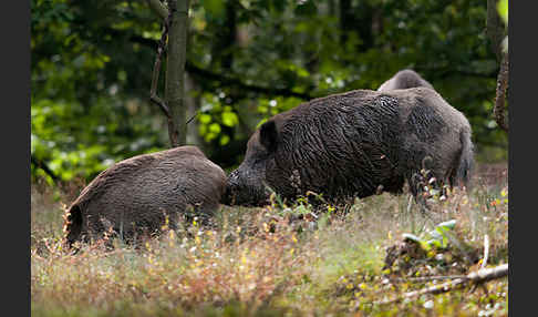 Schwarzwild (Sus scrofa)