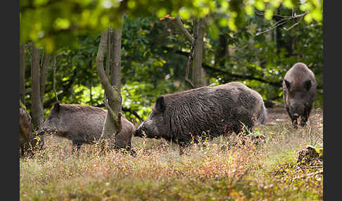 Schwarzwild (Sus scrofa)