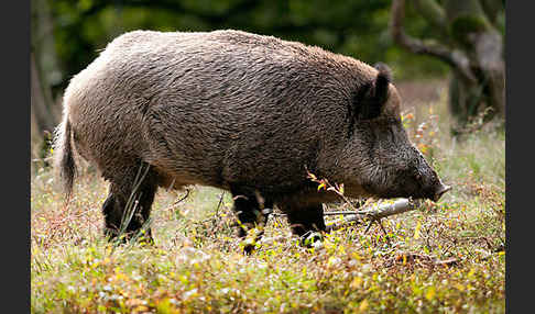 Schwarzwild (Sus scrofa)